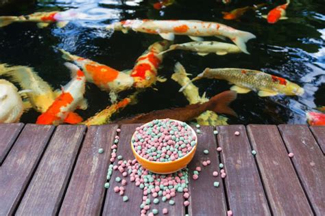 The 7 Best Koi Foods That Will Help Your Fish Thrive.